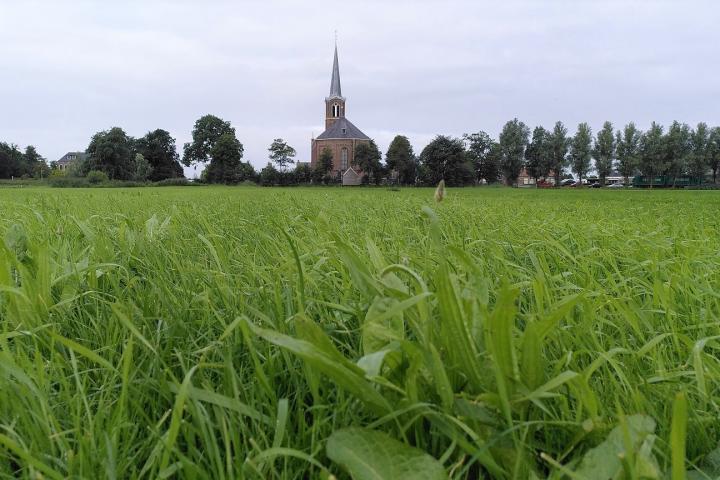 Foto van kruidenrijk grasland